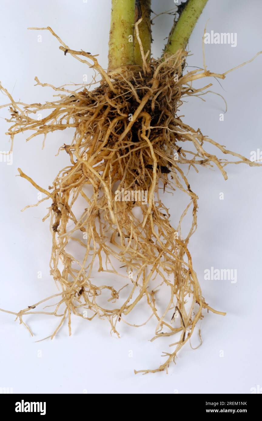 Makandi Makandi root (Coleus forskholii Stock Photo - Alamy