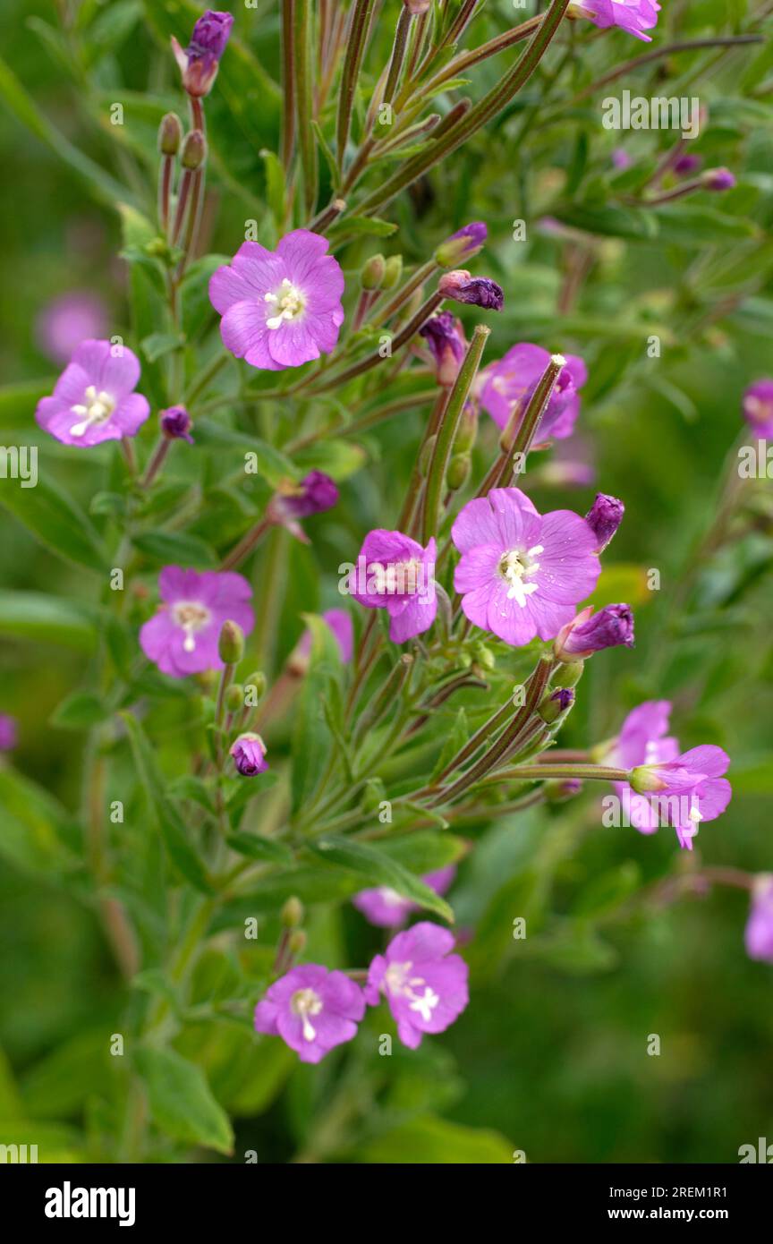 Shaggy willowherb, Epilobium hirsutum (Epilobium hirsutum) Stock Photo