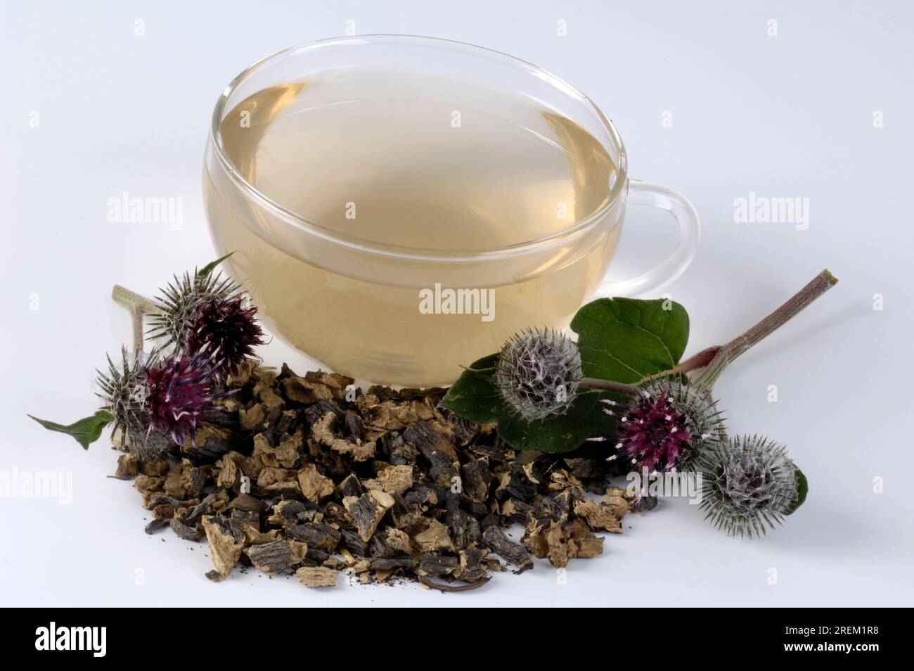 Greater burdock (Arctium lappa), burdock tea cup, burdock tea Stock