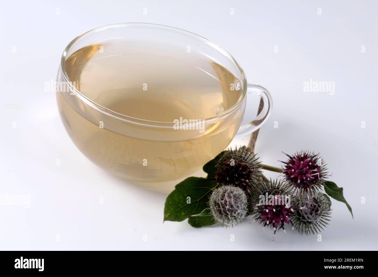 Greater burdock (Arctium lappa), burdock tea cup, burdock tea Stock
