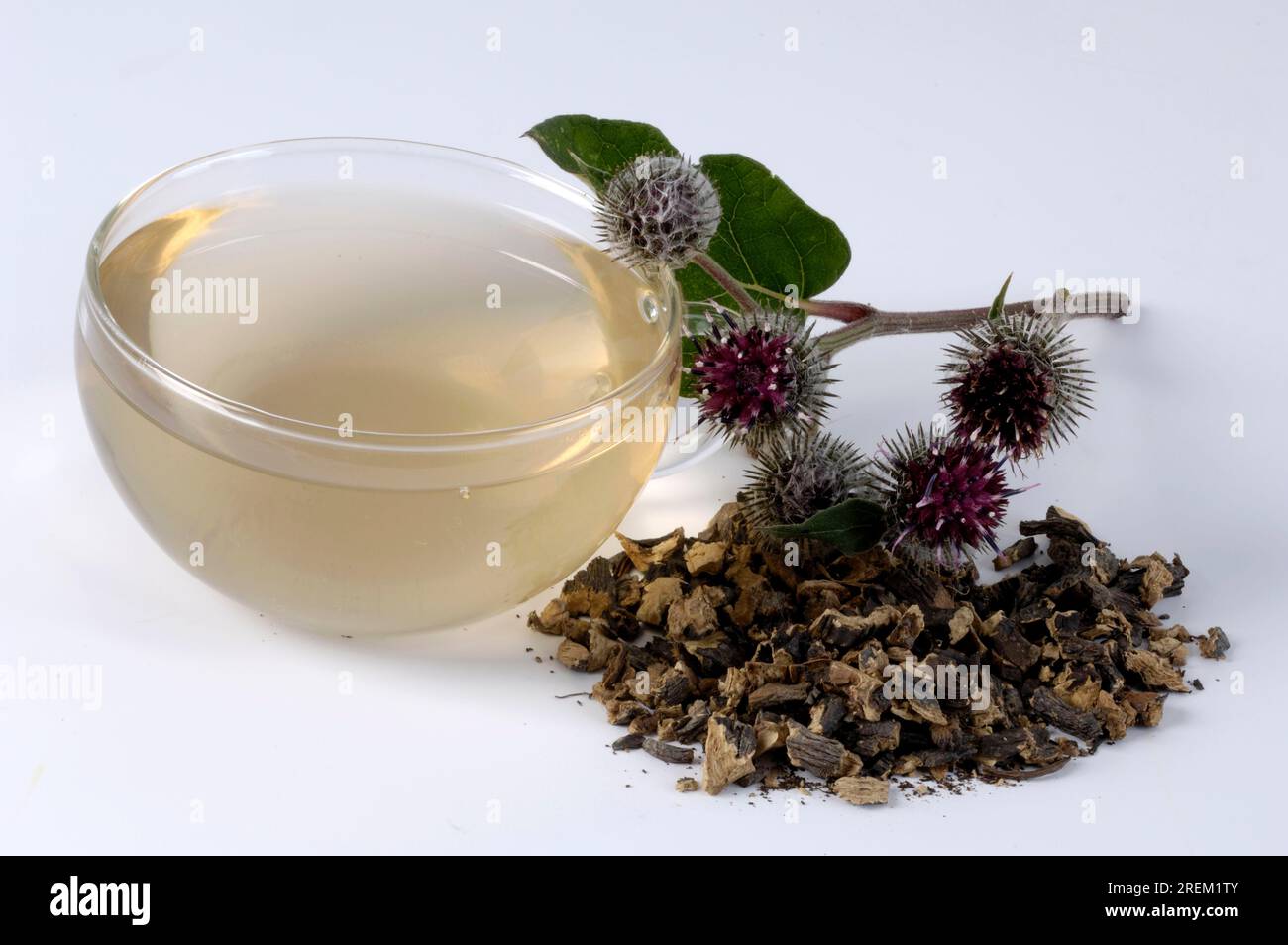 Greater burdock (Arctium lappa), burdock tea cup, burdock tea Stock