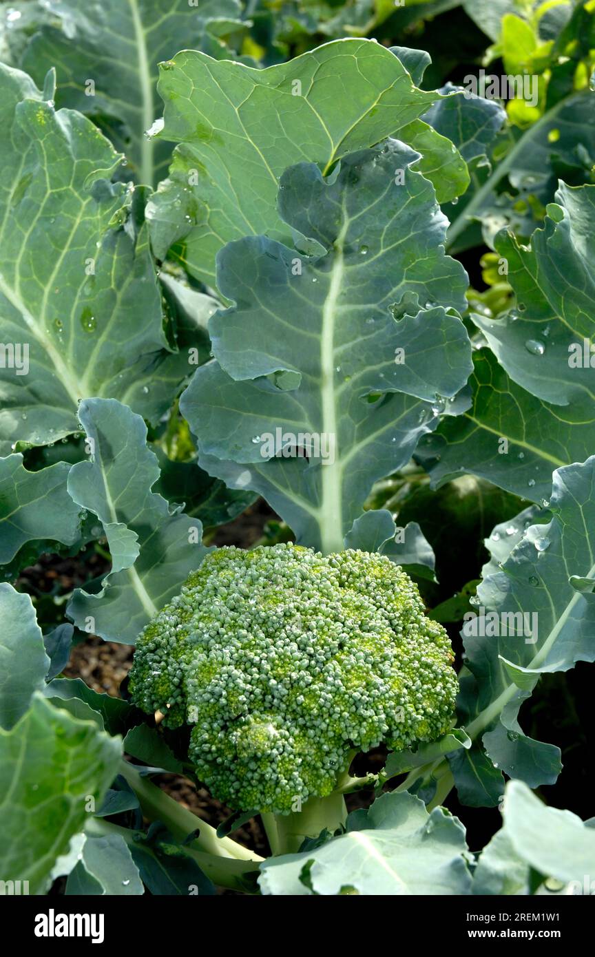Broccoli (Brassica oleracea var. italica Stock Photo Alamy