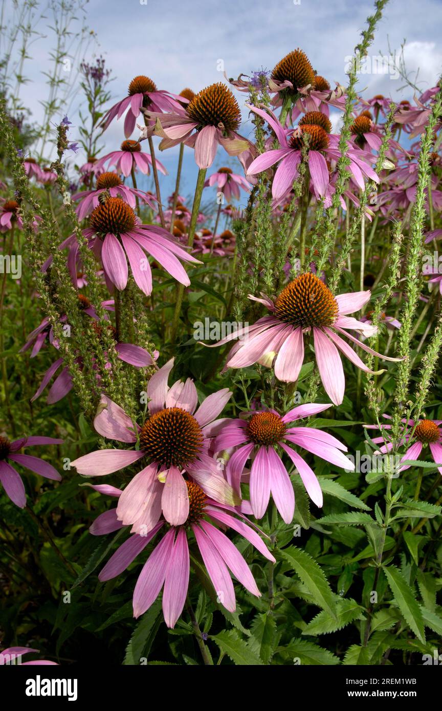 Purple Purple Cone flower (Rudbeckia purpurea) (Echinacea purpurea