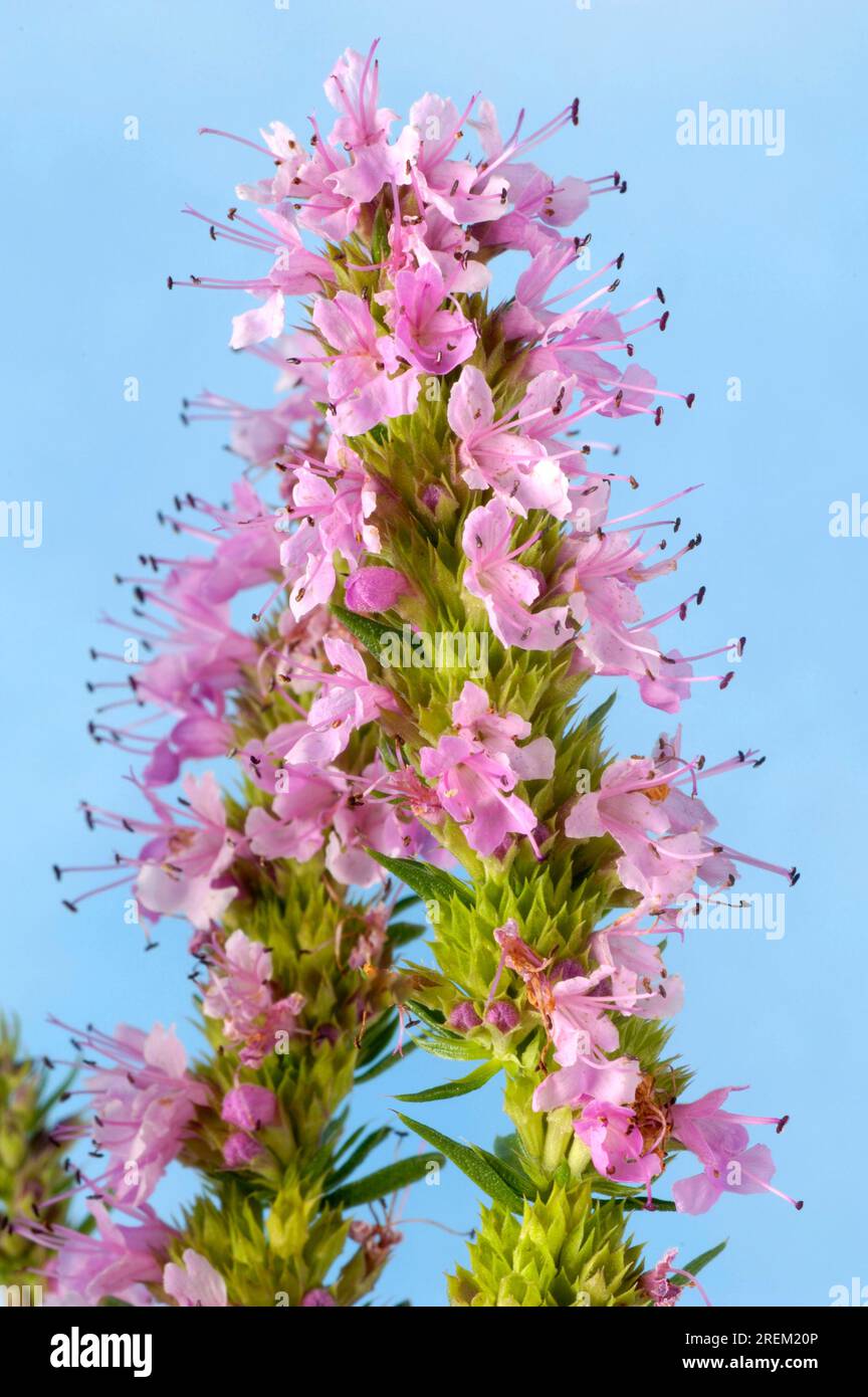 Hyssop (Hyssopus officinalis) Stock Photo
