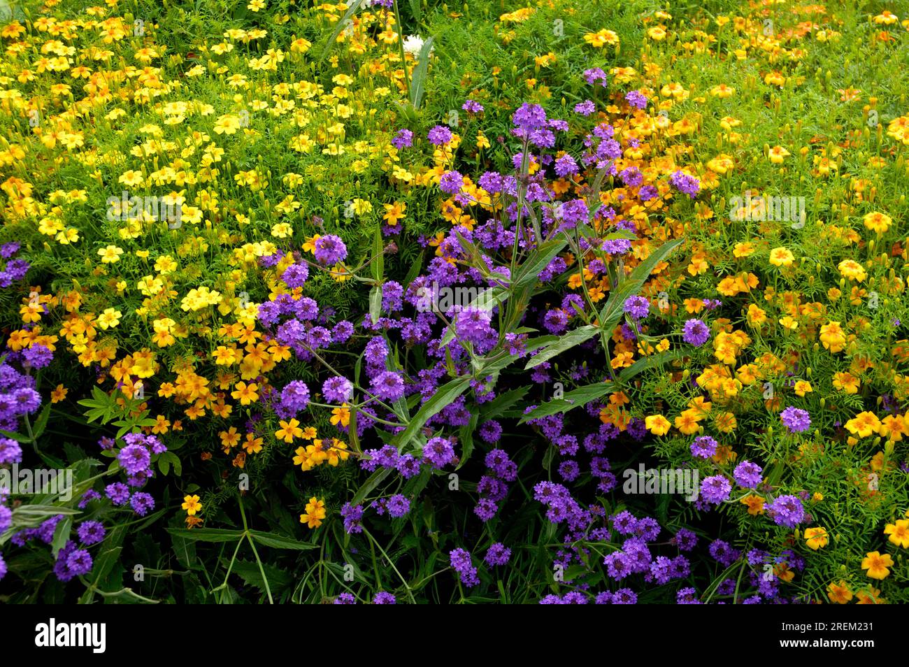 Verbena rigida (Verbena rigida) and marigold (Tagetes) Stock Photo