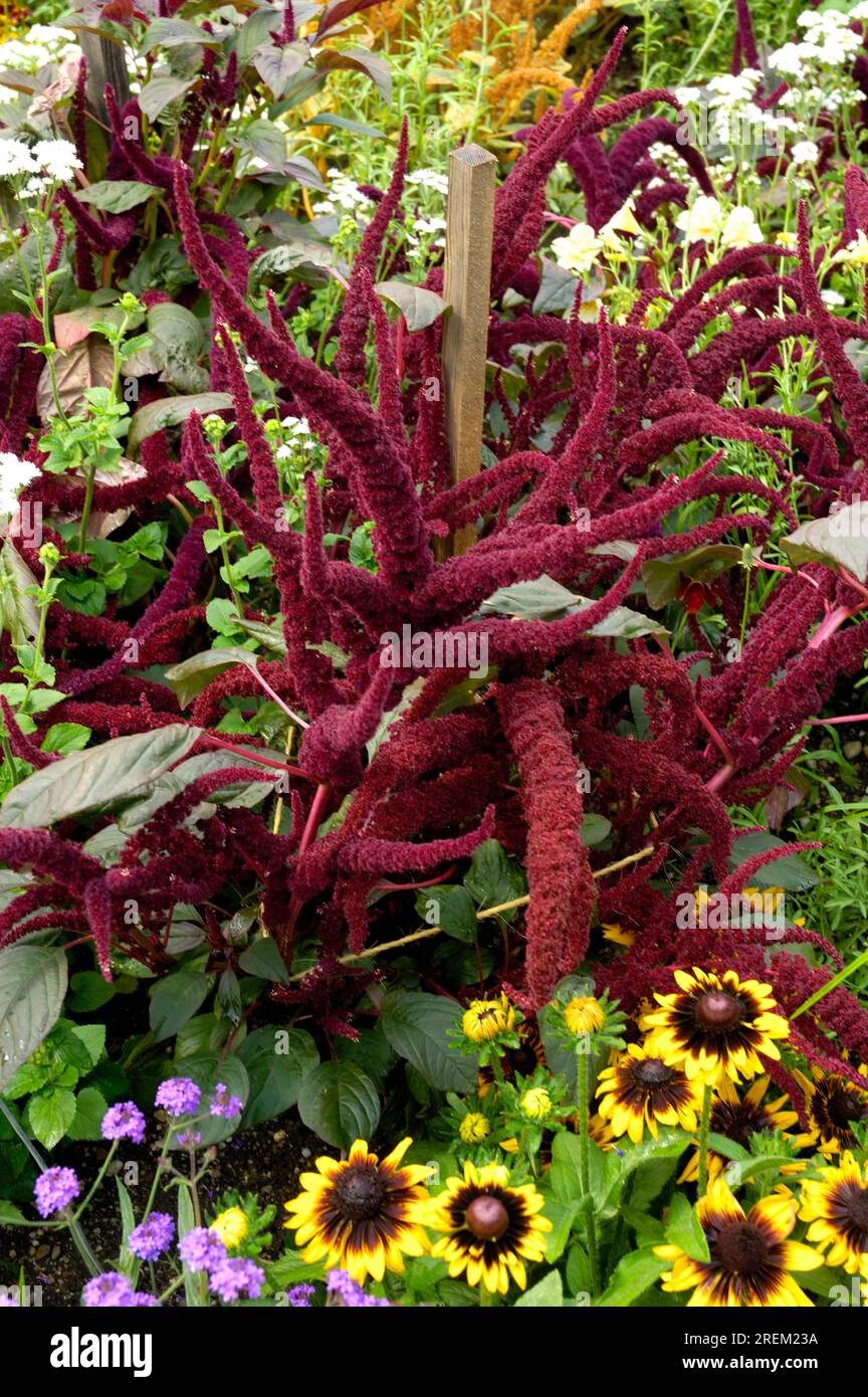Miracle bronze ‘Oeschberg’ (Amaranthus paniculatus Stock Photo - Alamy