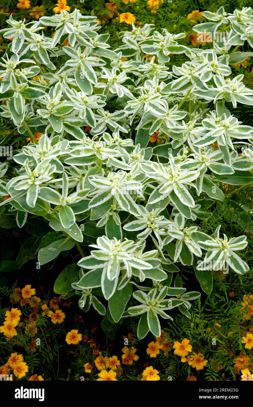 philodendron hederaceum varieties Philodendron hederaceum variegated main image 0