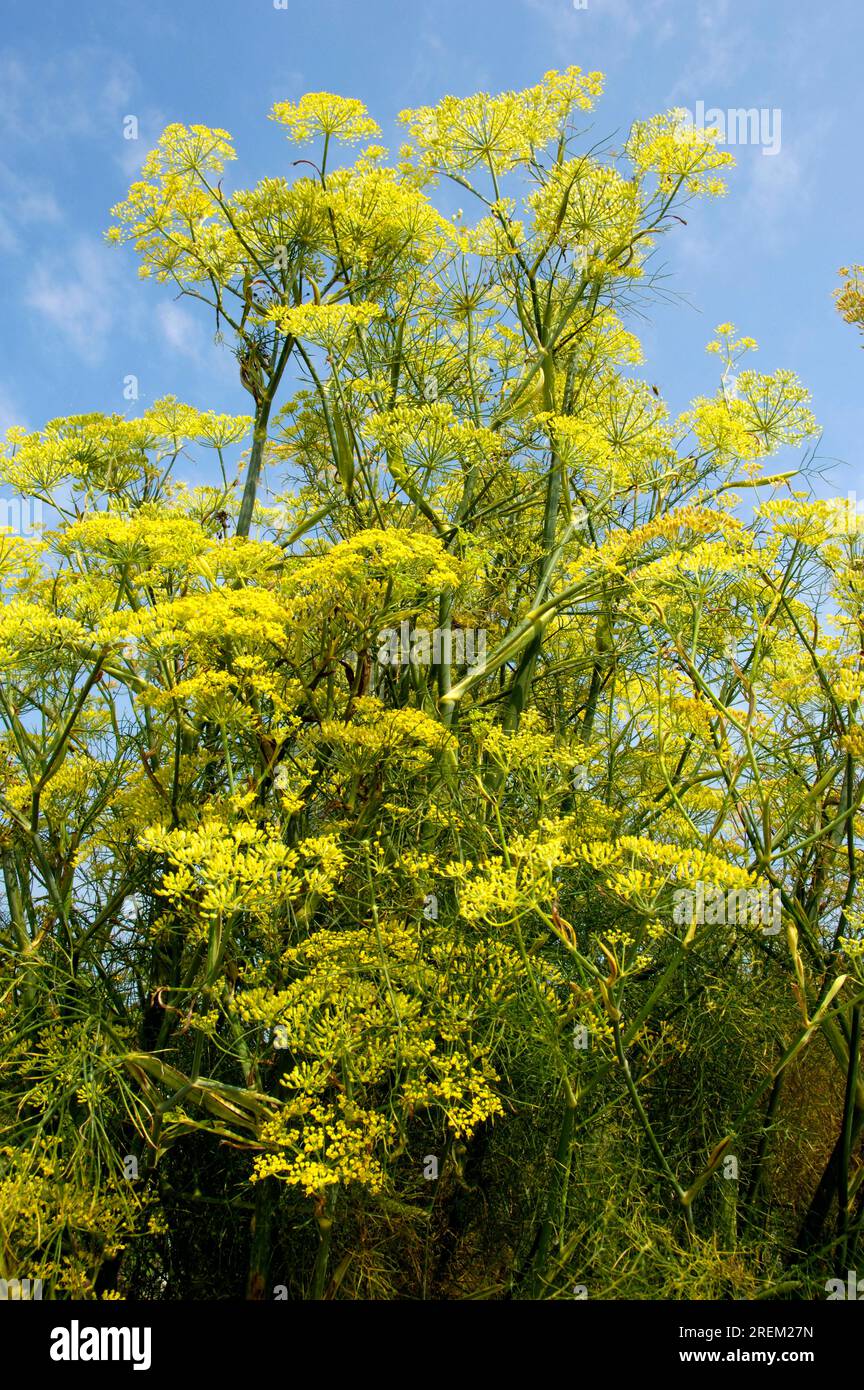 Common fennel (Foeniculum vulgare Stock Photo - Alamy