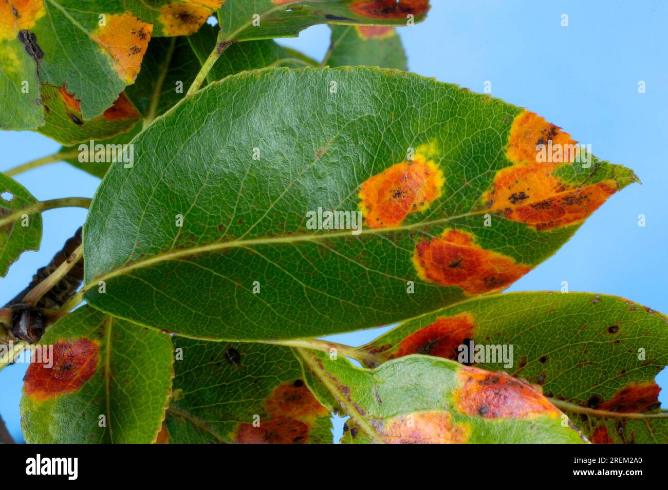 Gymnosporangium sabinae (Gymnosporangium sabinae), plant disease, plant diseases Stock Photo