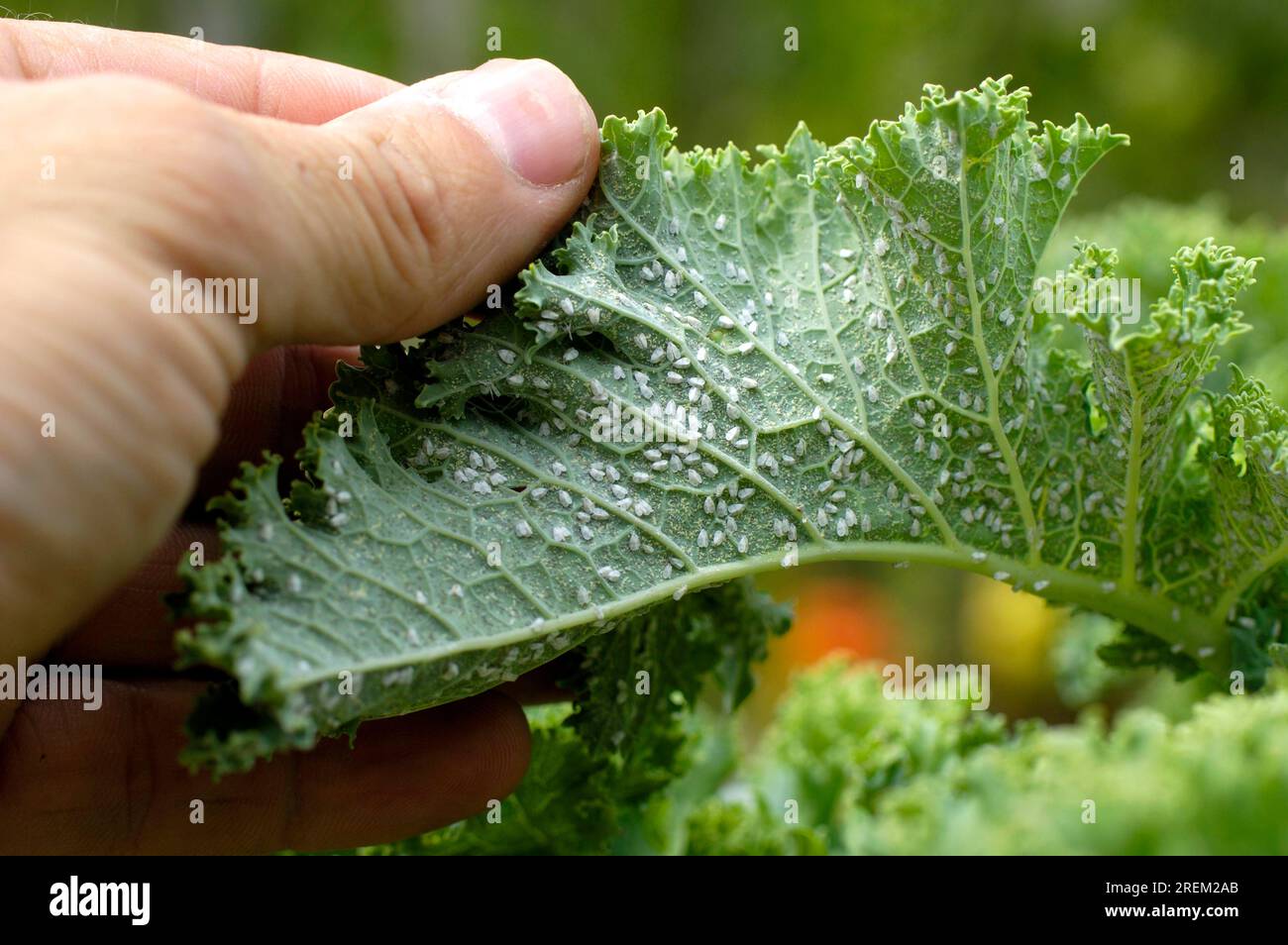 Aphid infestation of kale (Aphis), kale, aphids Stock Photo Alamy