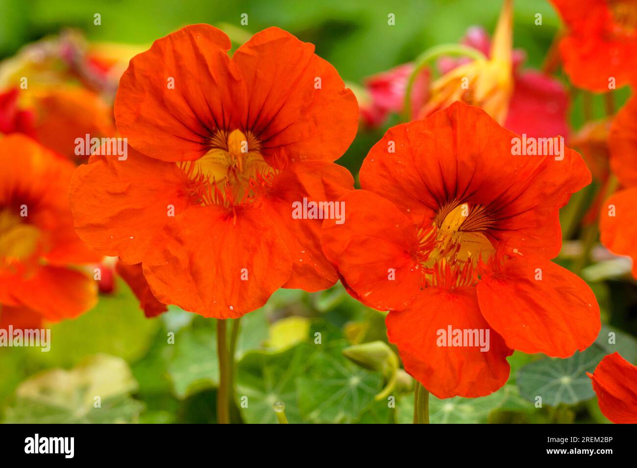 Jewel of africa nasturtium hires stock photography and images Alamy