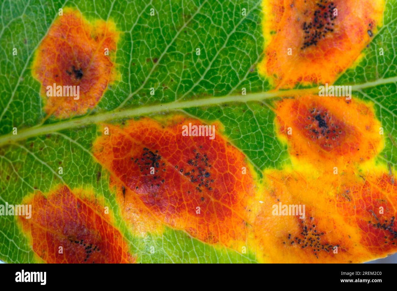 Gymnosporangium sabinae (Gymnosporangium sabinae), plant disease, plant diseases Stock Photo
