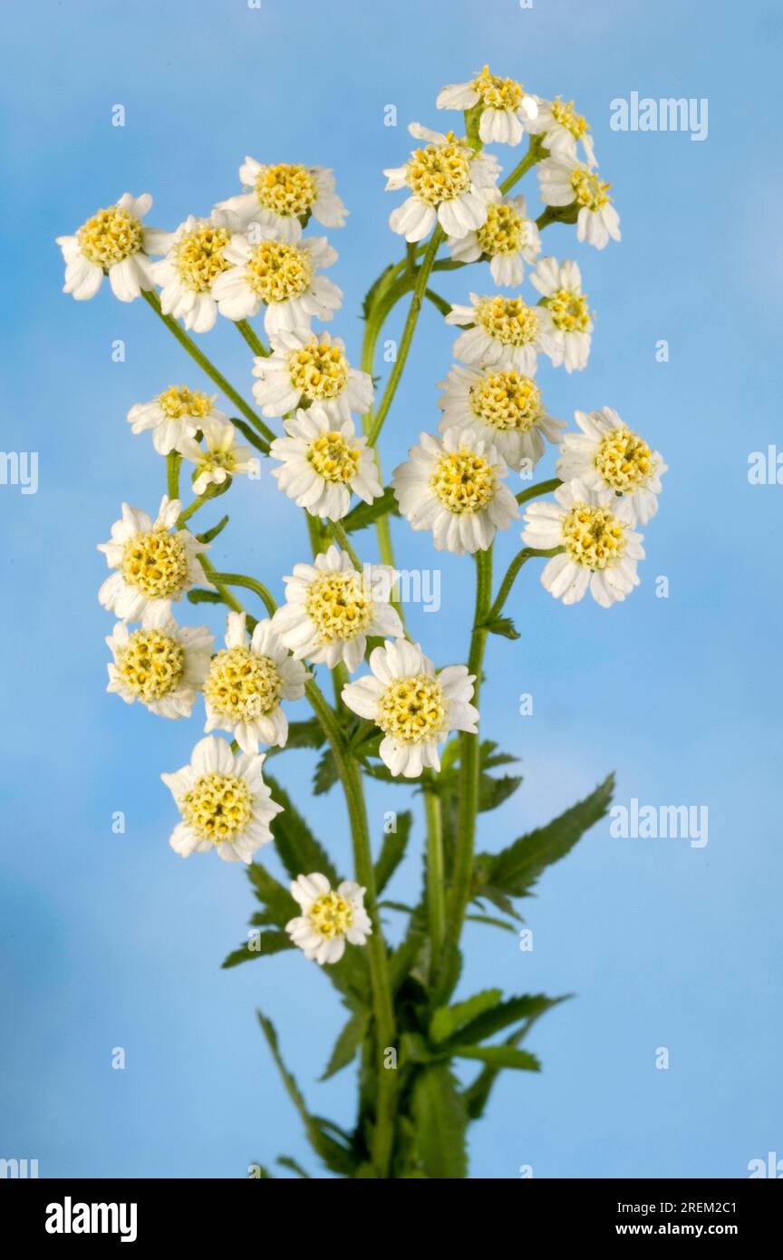 Nutmeg herb (Achillea ageratum) (Achillea decolorans), Nutmeg yarrow Stock Photo