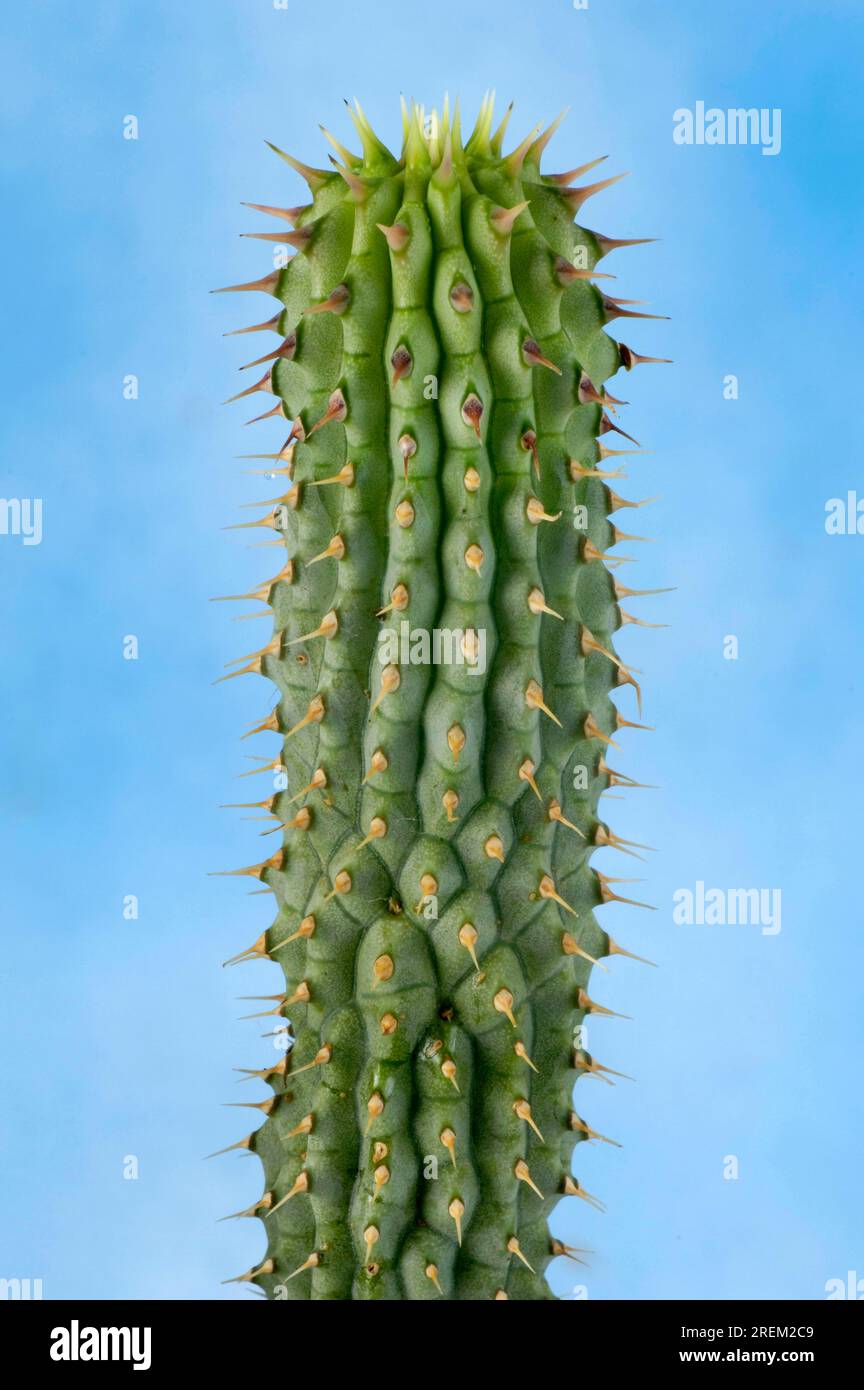 Hoodia (Hoodia gordonii) Stock Photo