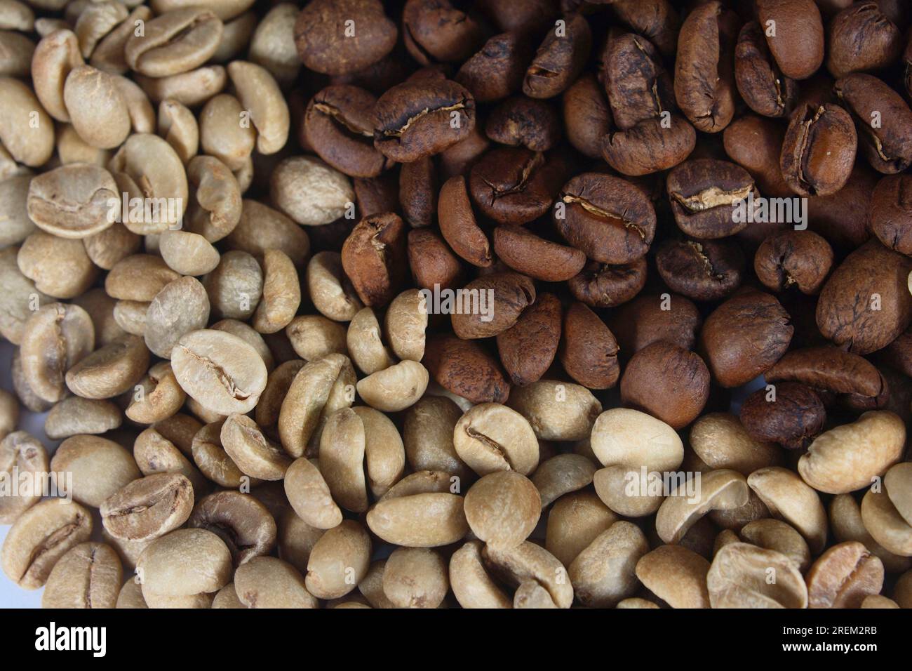 (Coffea arabica), Kopi Luwak, raw and roasted, coffee bean, Indonesia ...