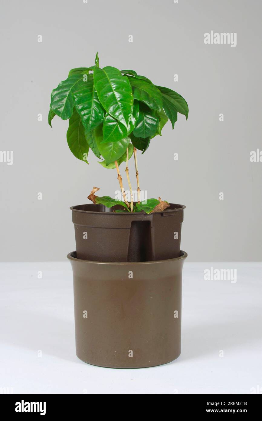 COFFEA ARABICA planta, planta del café, 9 cm