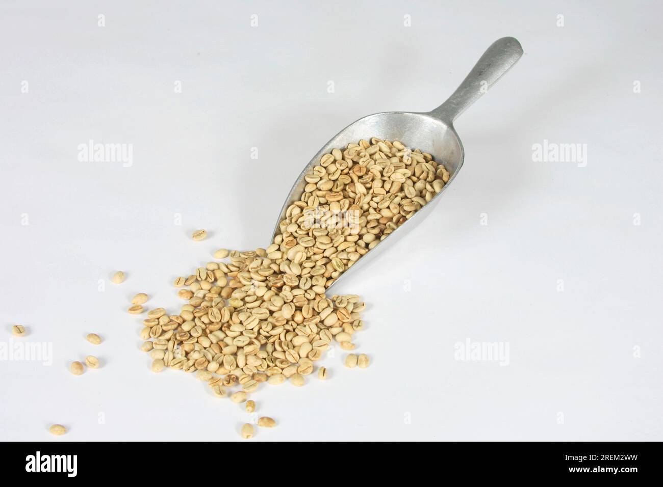 (Coffea arabica), Monsooned Malabar, raw, coffee bean, green coffee