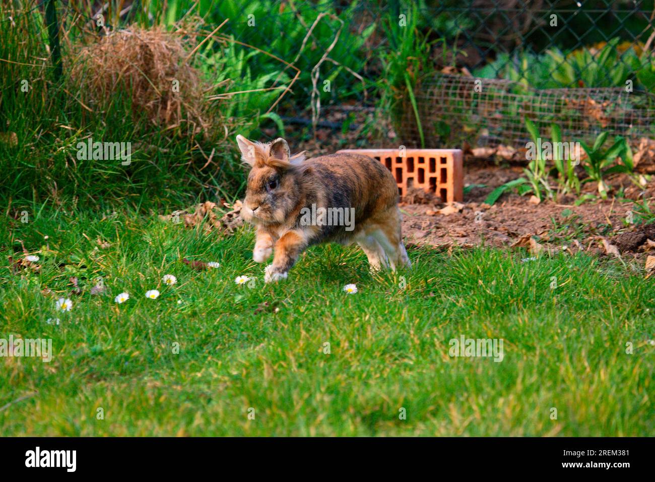 Dwarf rabbits, domestic rabbits Stock Photo Alamy
