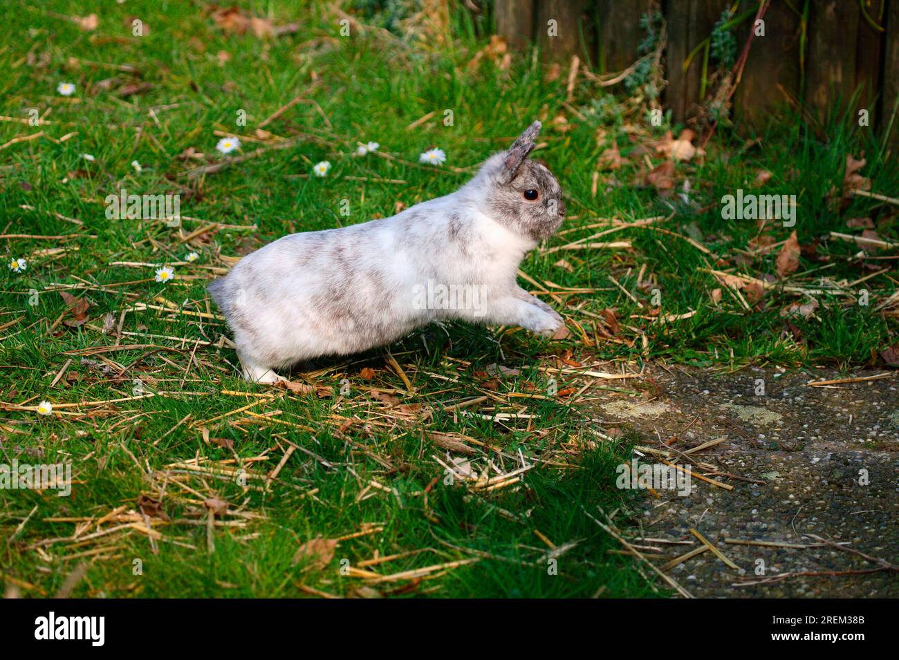 Dwarf rabbits, domestic rabbits Stock Photo - Alamy