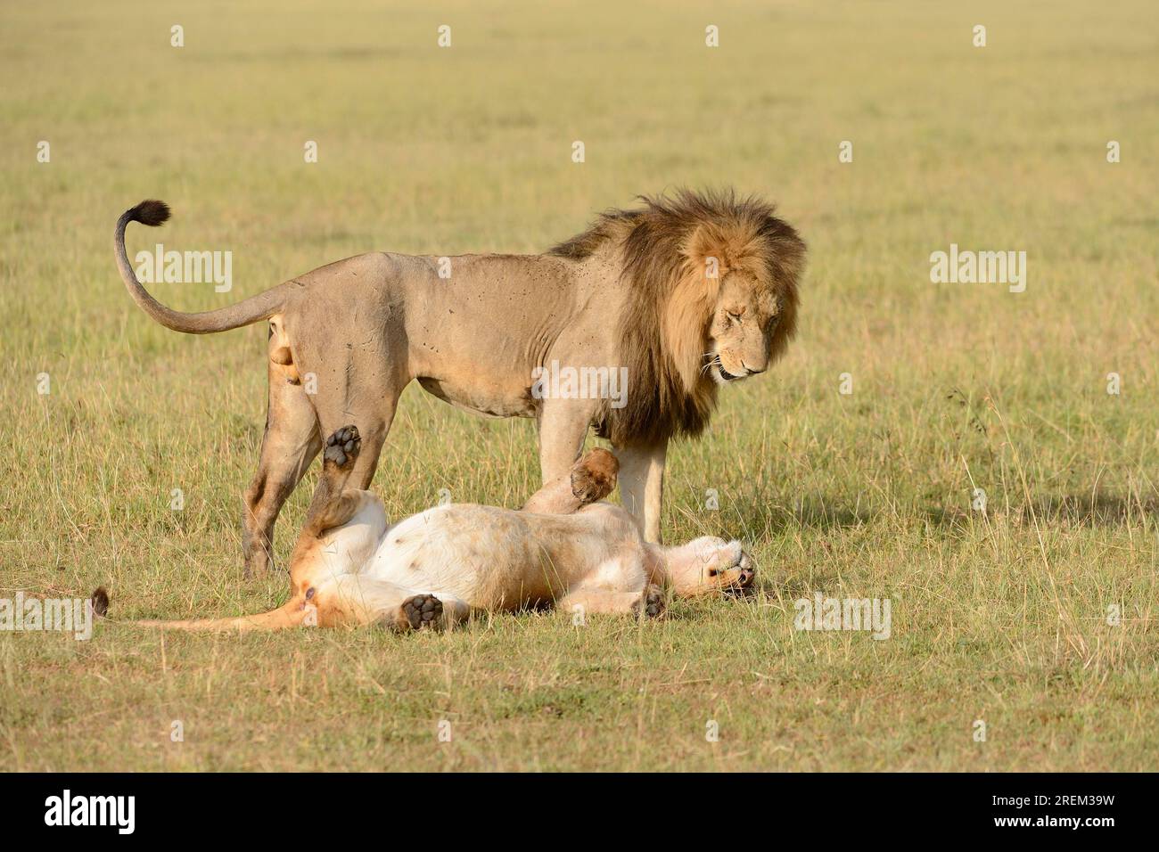 Lion (Panthera leo) couple, Masai Mara preserve, Kenya Stock Photo - Alamy