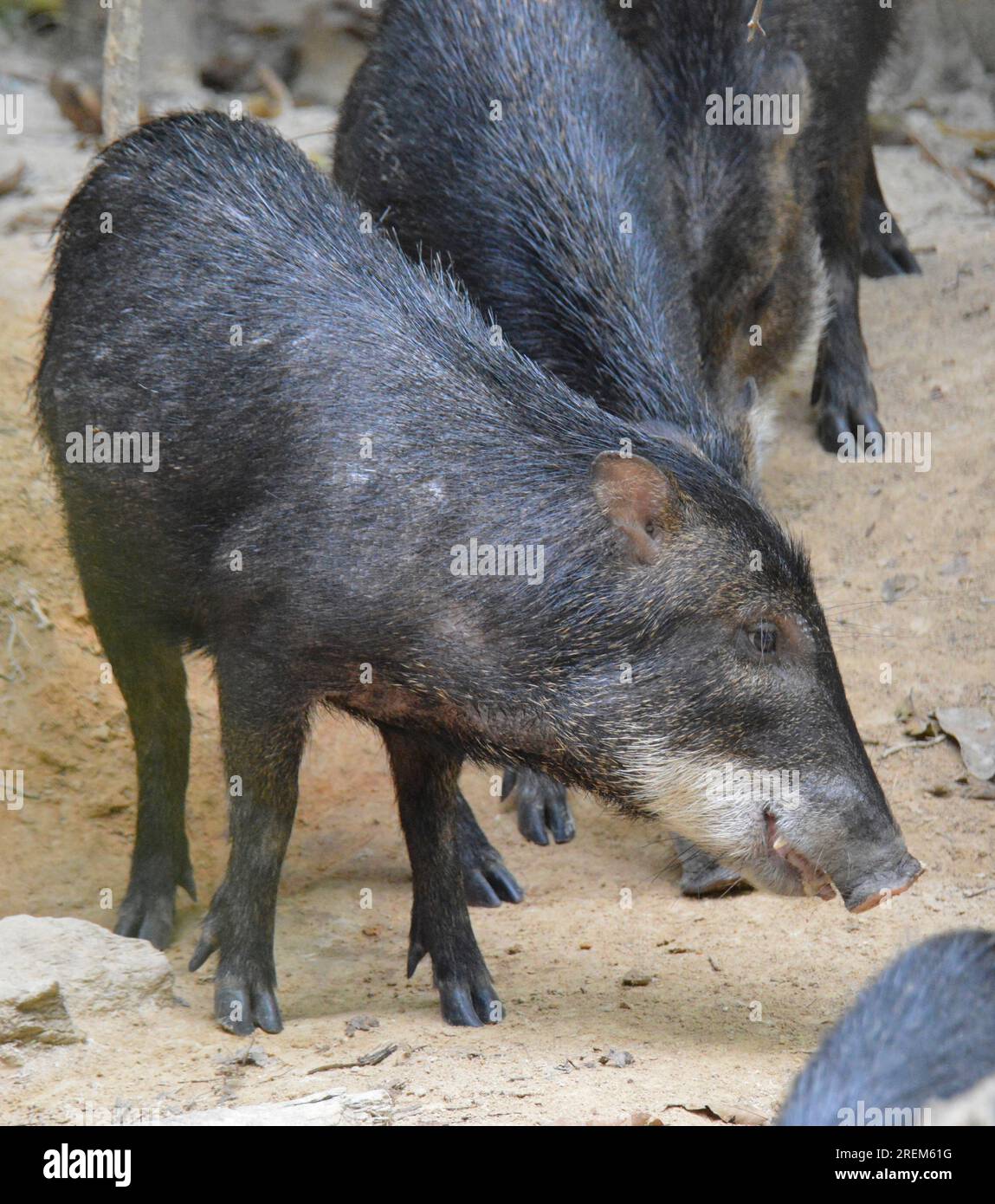 White-lipped peccary in the Amazon rainforest in Brazil Stock Photo