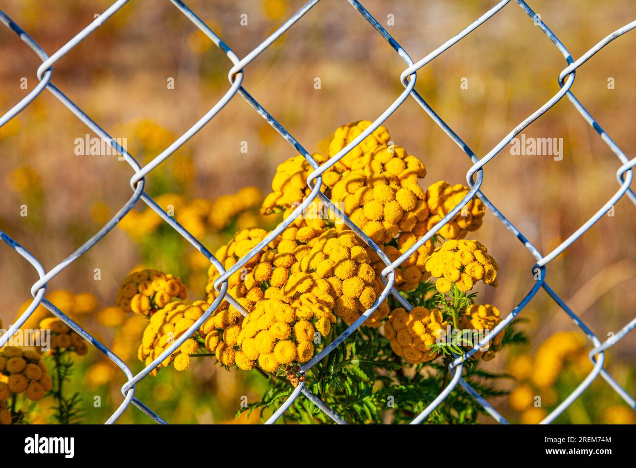 Flowers along fence hi-res stock photography and images - Alamy