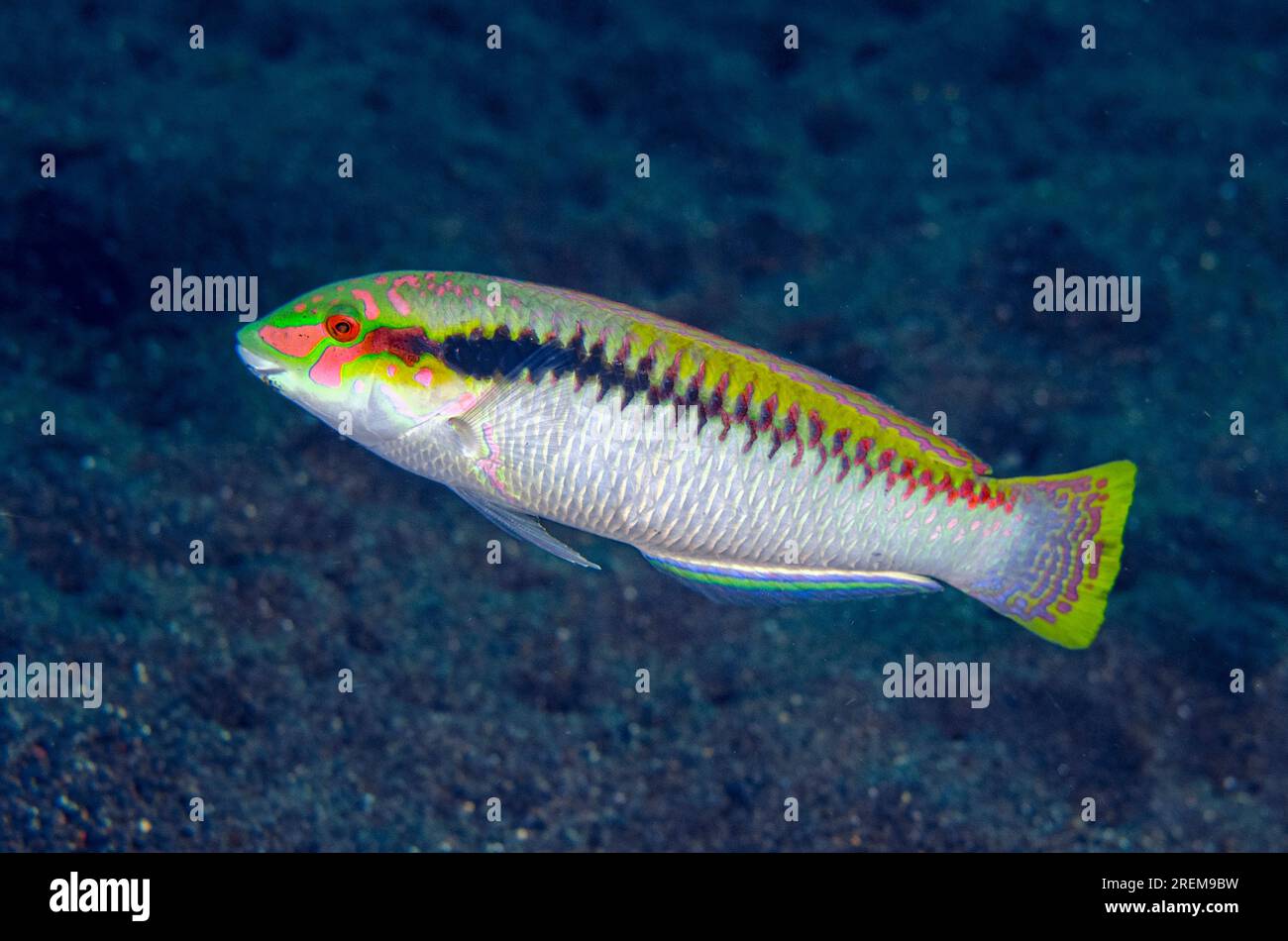 Zigzag Wrasse, Halichoeres scapularis, Amed Beach dive site, Amed, Bali, Indonesia, Indian Ocean Stock Photo