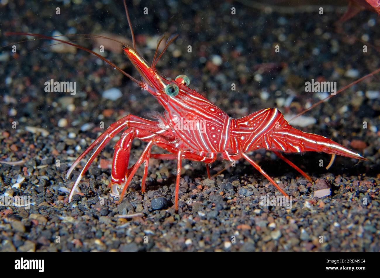 Dancing Shrimp, Rhynchocinetes durbanensis, Amed Beach dive site, Amed, Bali, Indonesia, Indian Ocean Stock Photo