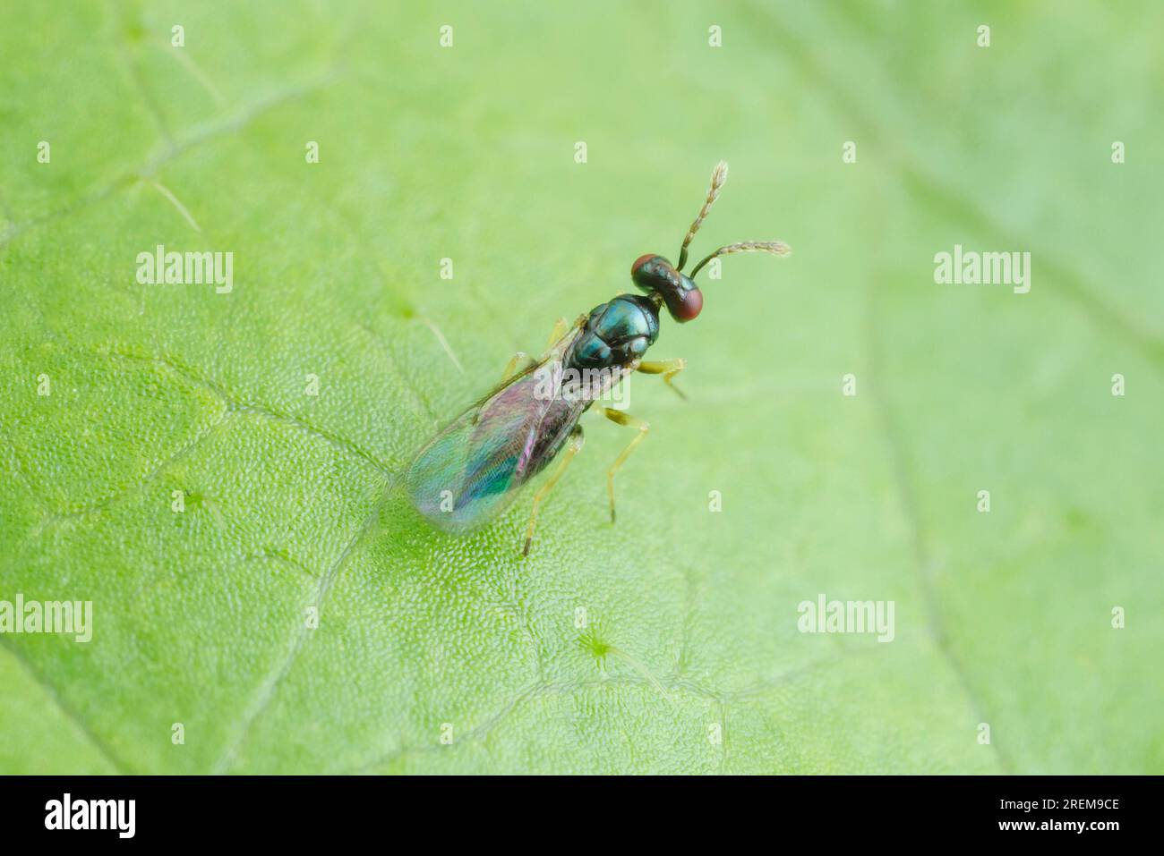 Eulophid Wasp (Tetrastichinae) Stock Photo