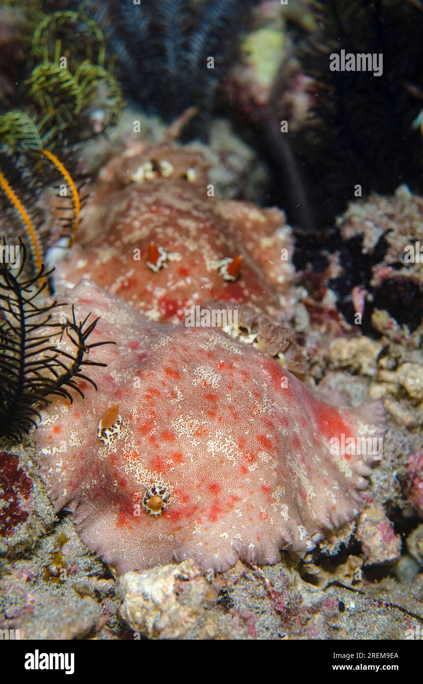 Pair of Beautiful Platydoris Nudibranches, Platydoris formosa, night dive, Baung Penyu (Coral Wall) dive site, near Blue Lagoon, Padangbai, near Candi Stock Photo