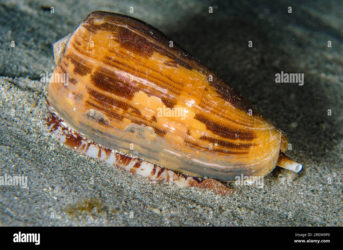 Striated Cone, Conus striatus, night dive, Baung Penyu (Coral Wall) dive site, near Blue Lagoon, Padangbai, near Candidasa, Bali, Indonesia Stock Photo