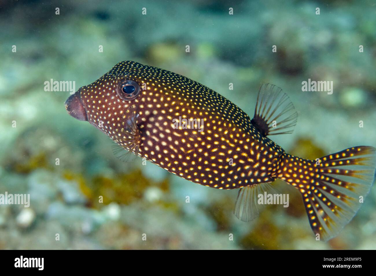 White-spotted Boxfish, Ostracion meleagris, Jemeluk dive site, Amed, Bali, Indonesia Stock Photo