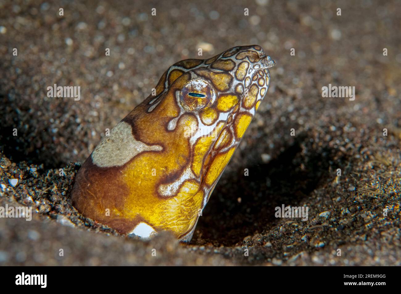 Napoleon Snake Eel, Ophichthus bonaparti, buried in sand, Pyramids dive ...