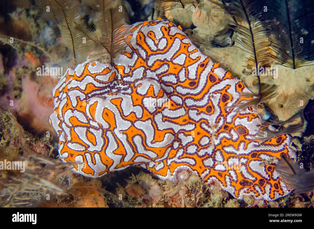 Tunicates, Botryllus sp, Jetty dive site, Padangbai, near Candidasa, Bali, Indonesia Stock Photo