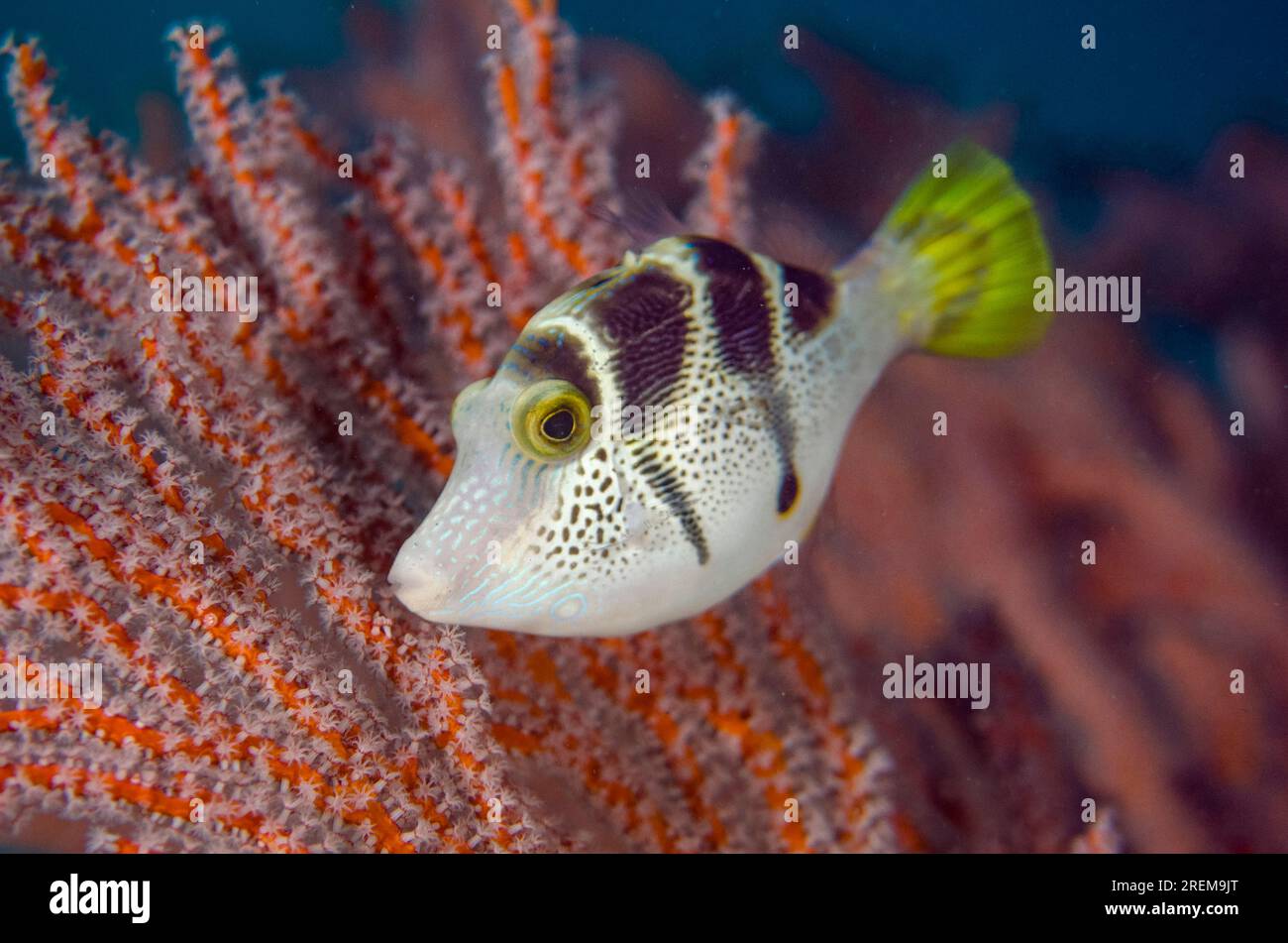 Mimic Filefish, Paraluteres prionurus, mimic the highly poisonous pufferfish Saddled Puffer (Canthigaster valentini) by sea fan, Jetty dive site, Pada Stock Photo