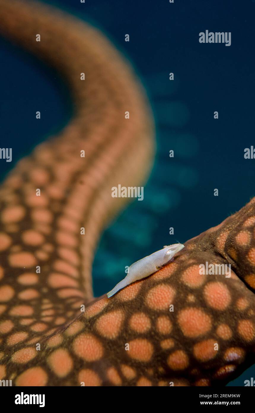 Rounded Sea Star Shrimp, Zenopontonia noverca, on Brown Mesh Sea Star (Nardoa galatheae) with tube feet in background, Baung Penyu (Coral Wall) dive s Stock Photo