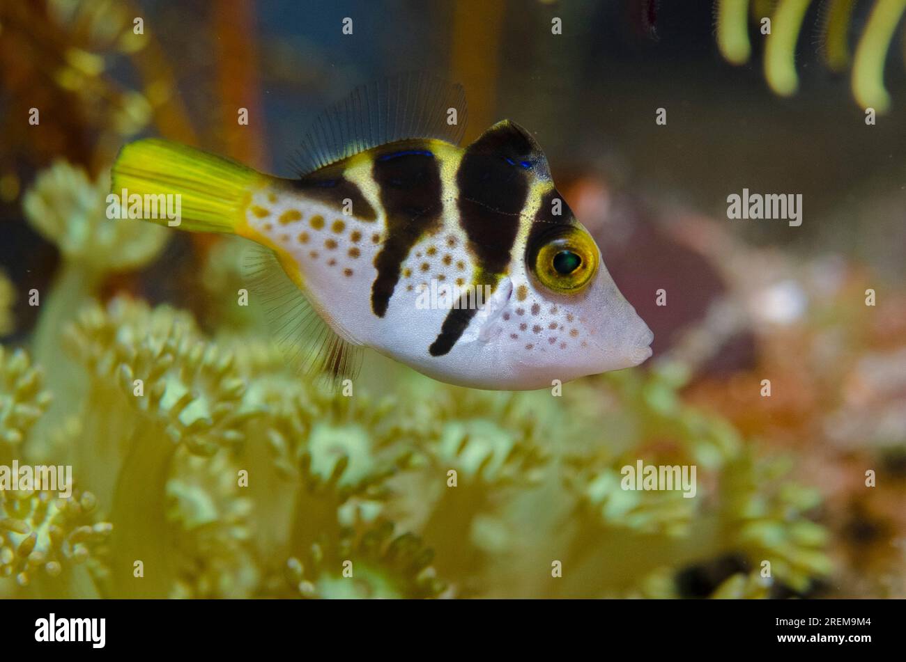 Mimic Filefish, Paraluteres prionurus, mimic the highly poisonous pufferfish Saddled Puffer (Canthigaster valentini), Baung Penyu (Coral Wall) dive si Stock Photo