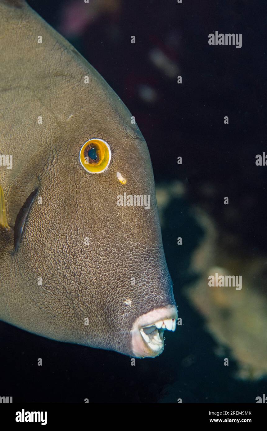 Coral wall hi-res stock photography and images - Alamy