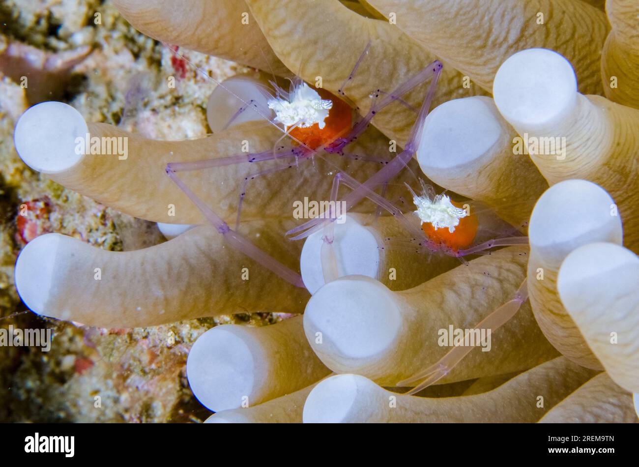 Pair of Mushroom Coral Shrimps, Cuapetes kororensis, in Mushroom Coral, Fungiidae Family, tentacles, Napolean Reef dive site, Pemuteran, Buleleng Rege Stock Photo
