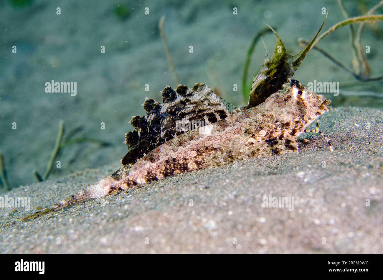 Fingered Dragonet, Dactylopus dactylopus, with filamentous dorsal spines, Jetty dive site, Pemuteran, Buleleng Regency, Bali, Indonesia Stock Photo