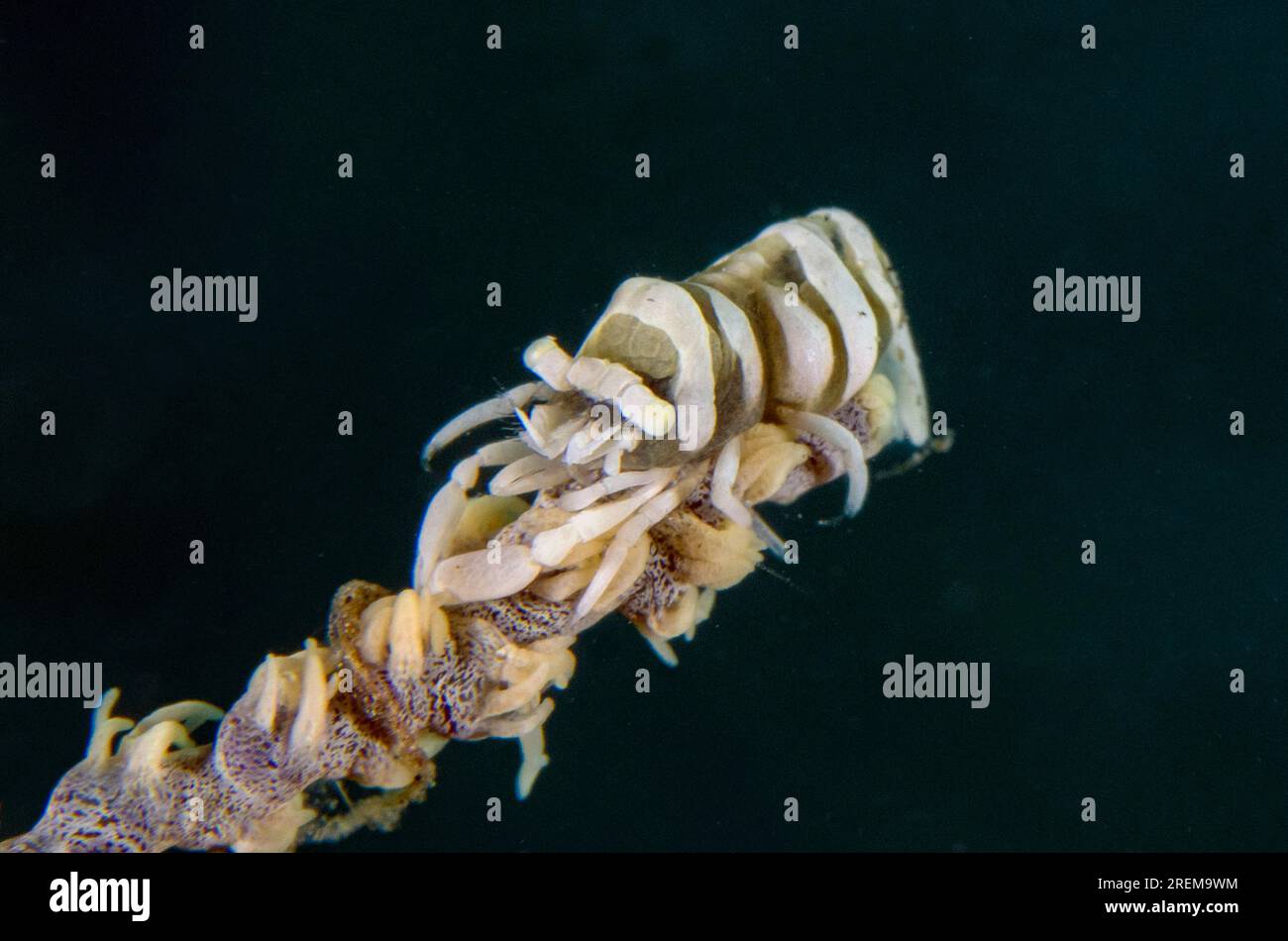 Whip Coral Shrimp, Pontonides unciger, camouflaged on Whip Coral, Alcyonacea Order, Jetty dive site, Pemuteran, Buleleng Regency, Bali, Indonesia Stock Photo