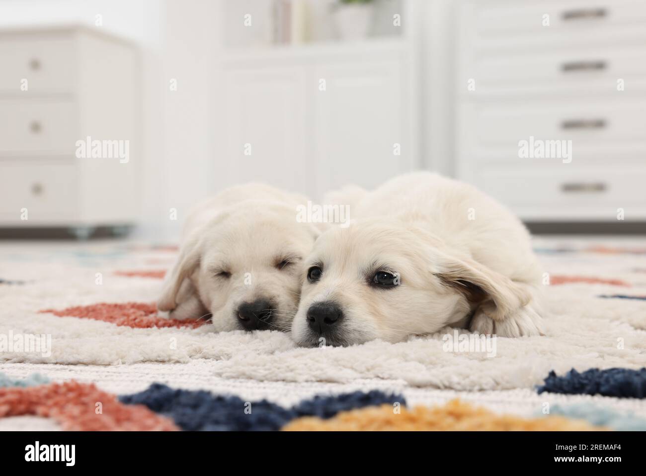 Cute little puppies lying on carpet at home Stock Photo - Alamy