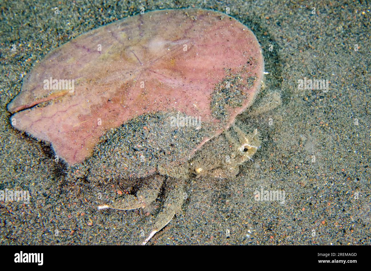 Doripped Urchin Crab, Dorippe frascone, carrying Pancake Sand Dollar, Sculpsitechinus auritus, for protection and camouflage, Puri Jati dive site, Ser Stock Photo