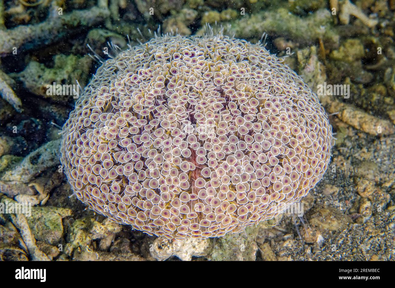 Flower Urchin, Toxopneustes pileolus, extremely toxic, Secret Bay dive site, Gilimanuk, Jembrana Regency, Bali, Indonesia Stock Photo