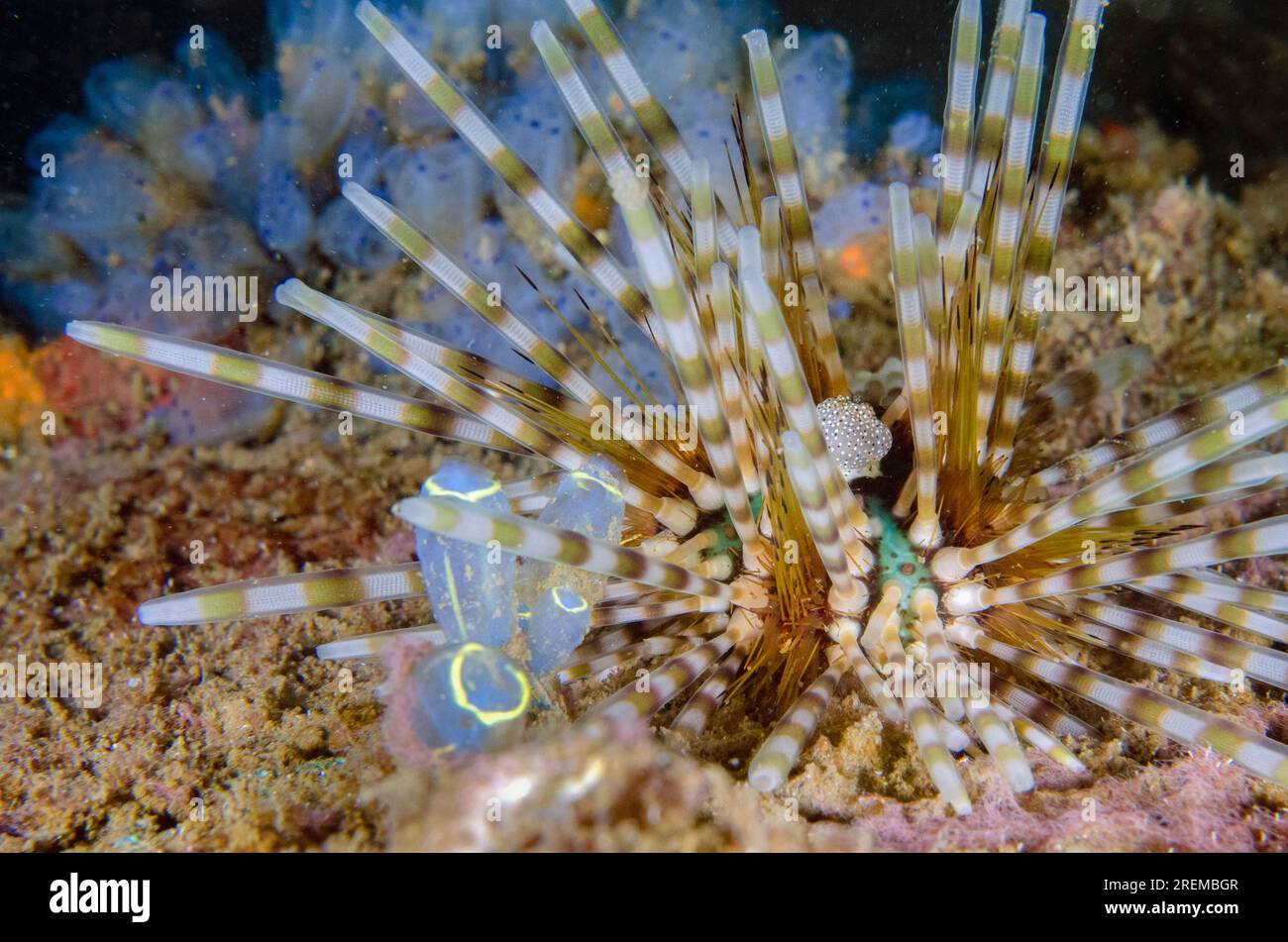 Double-spined Urchin, Echinothrix calamaris, with Sea Squirts, Clavelina sp, Secret Bay dive site, Gilimanuk, Jembrana Regency, Bali, Indonesia Stock Photo