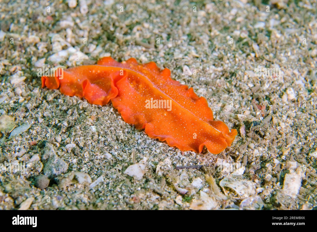 Polyclad Flatworm, Phrikoceros baibaiye, Secret Bay dive site, Gilimanuk, Jembrana Regency, Bali, Indonesia Stock Photo