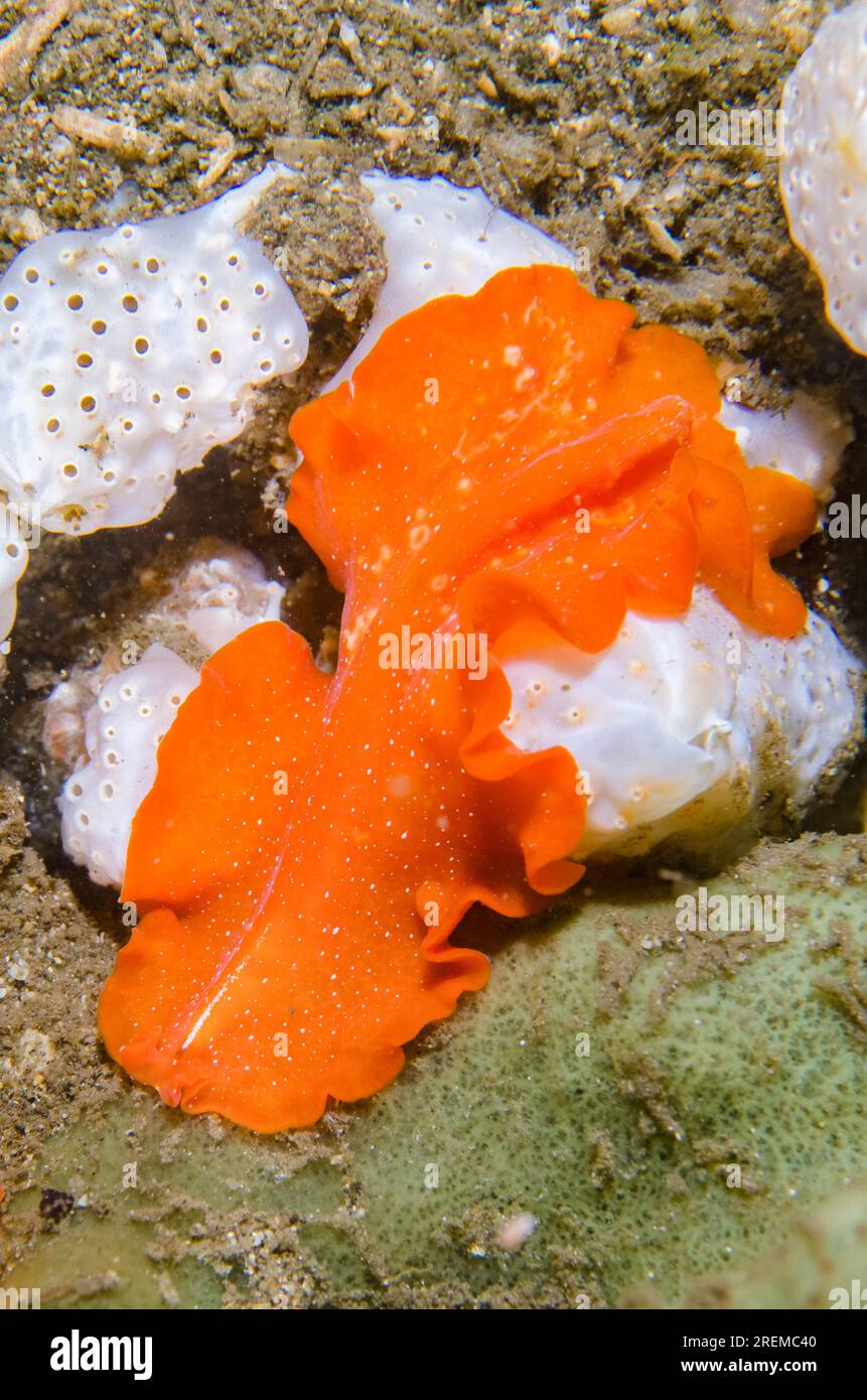 Polyclad Flatworm, Phrikoceros baibaiye, Secret Bay dive site, Gilimanuk, Jembrana Regency, Bali, Indonesia Stock Photo