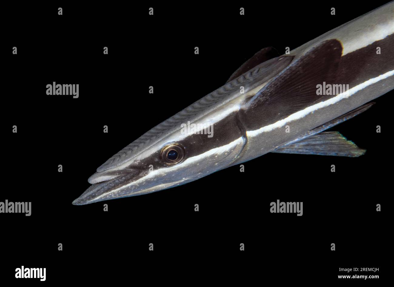 Slender Suckerfish, Echeneis naucrates, Secret Bay dive site, Gilimanuk, Jembrana Regency, Bali, Indonesia Stock Photo