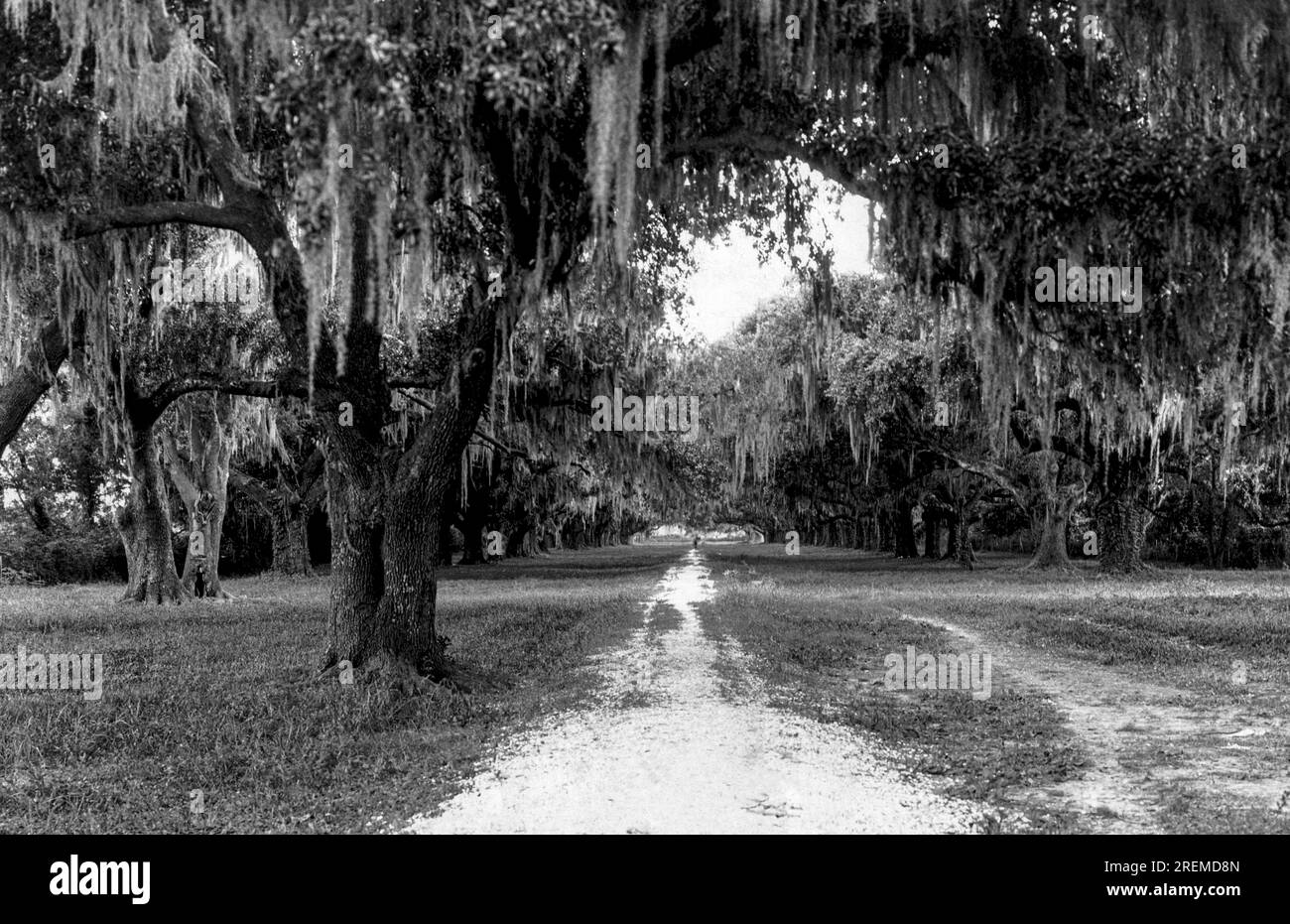 New Orleans, Louisiana c. 1920 Moss hangs from the magnificent stand