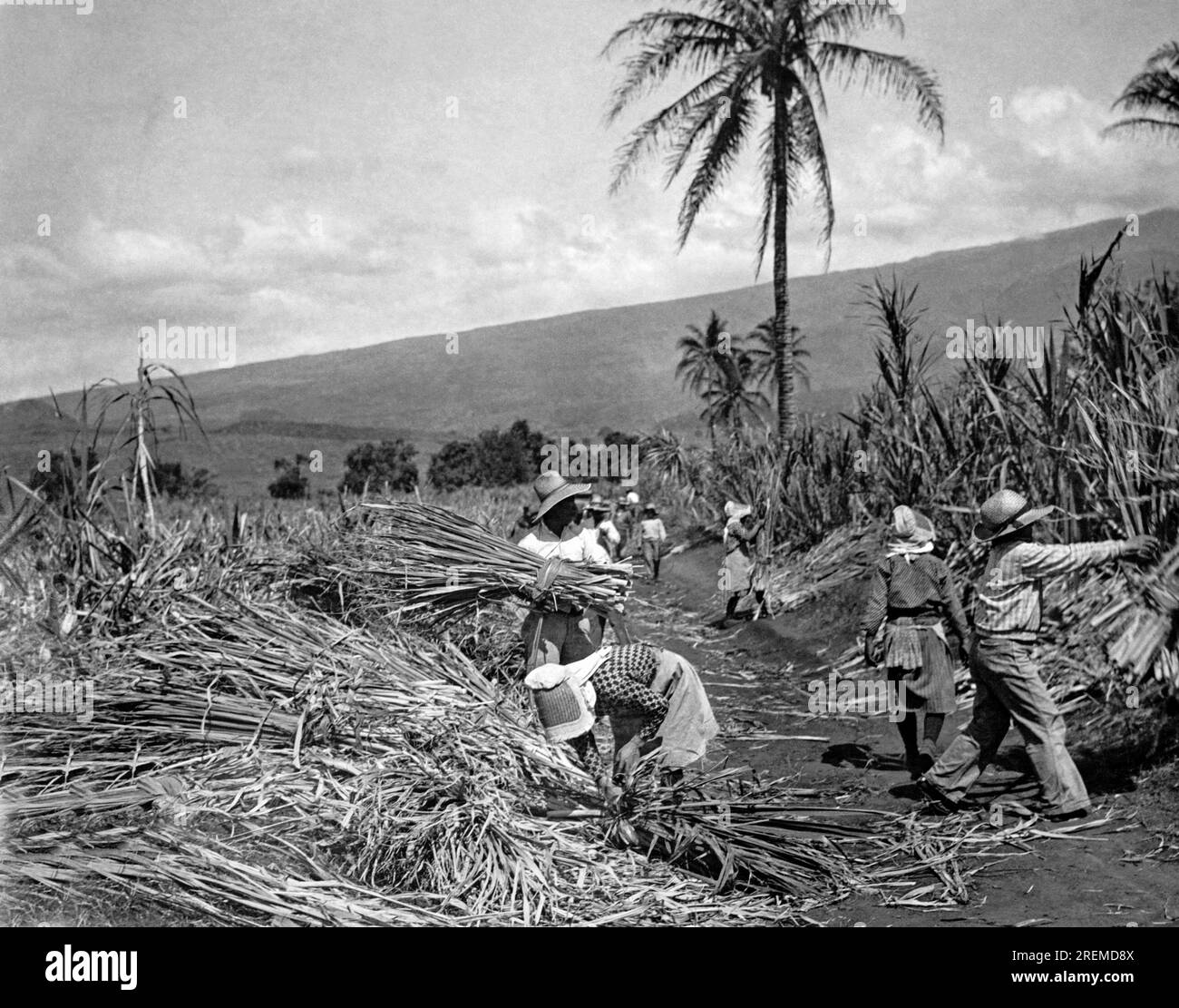 Hawaii:  c. 1937 Native workers harvesting sugar cane on one of the plantations. Stock Photo